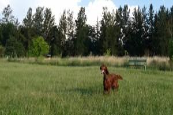 Meiomie Irish Setters