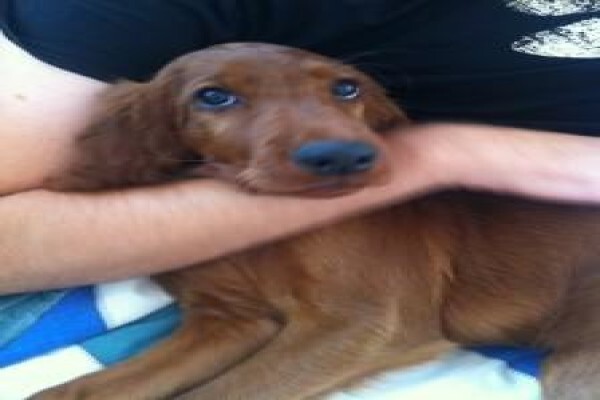 Meiomie Irish Setters