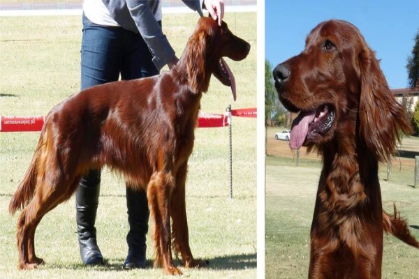 Meiomie Irish Setters