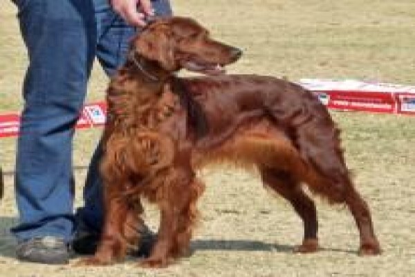 Meiomie Irish Setters