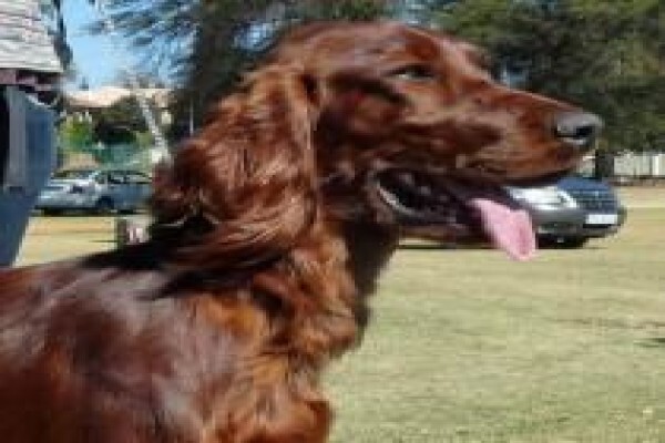 Meiomie Irish Setters