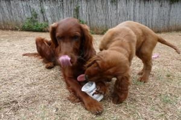 Meiomie Irish Setters