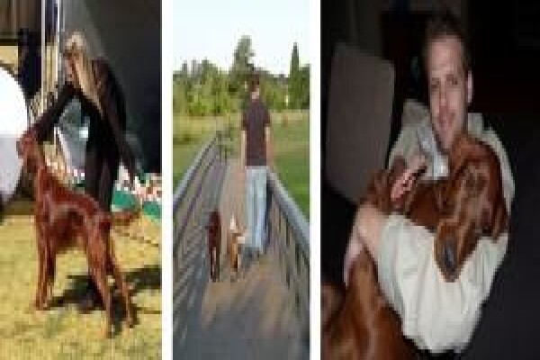 Meiomie Irish Setters