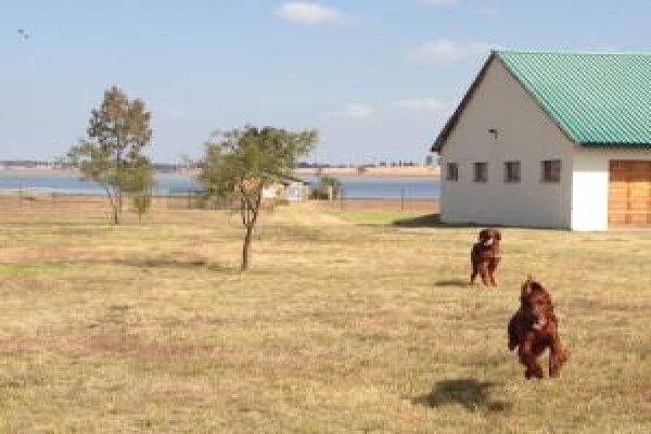 Meiomie Irish Setters