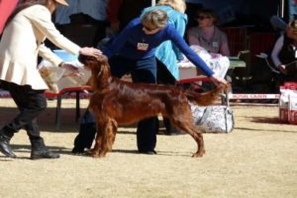 Meiomie Irish Setters