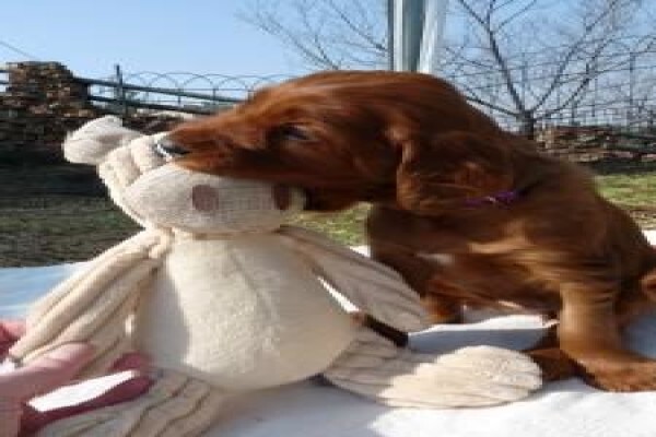 Meiomie Irish Setters