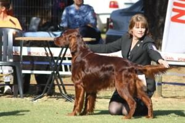 Meiomie Irish Setters