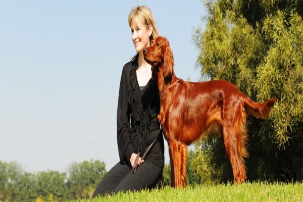Meiomie Irish Setters
