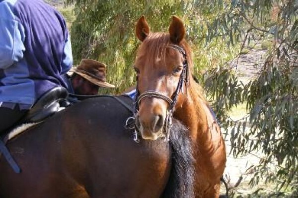 Mountain View Stables Joostenbergvlakte Phisantekraal