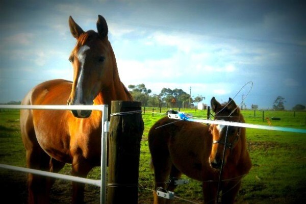 Mountain View Stables Joostenbergvlakte Phisantekraal