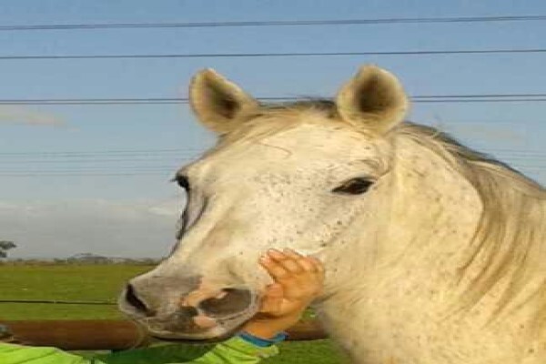 Mountain View Stables Joostenbergvlakte Phisantekraal