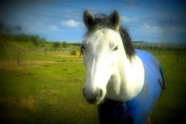 Mountain View Stables Joostenbergvlakte Phisantekraal