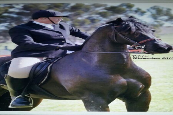 Mountain View Stables Joostenbergvlakte Phisantekraal