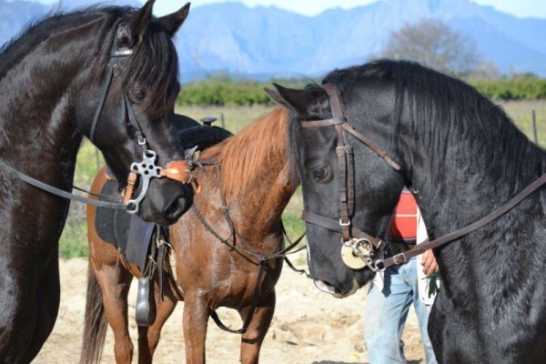 Mountain View Stables Joostenbergvlakte Phisantekraal