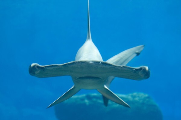 Oceanographic Research Institute