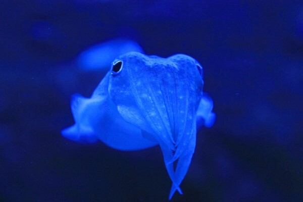Oceanographic Research Institute
