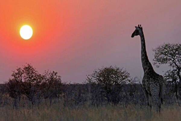 Open Africa