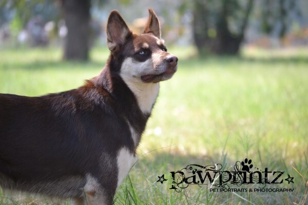 Pawprintz Pet Portraits And Photography
