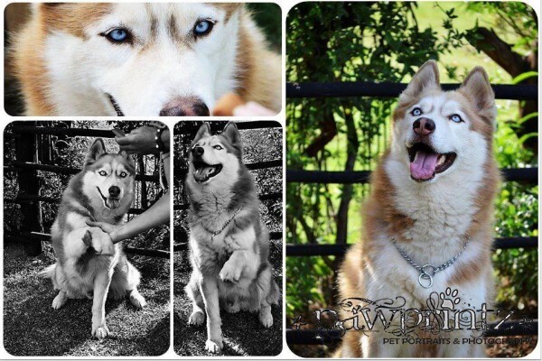 Pawprintz Pet Portraits And Photography