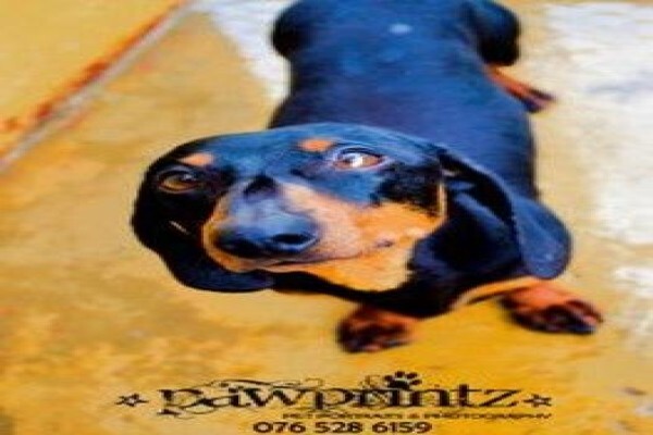 Pawprintz Pet Portraits And Photography