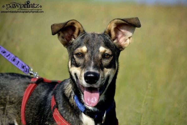 Pawprintz Pet Portraits And Photography