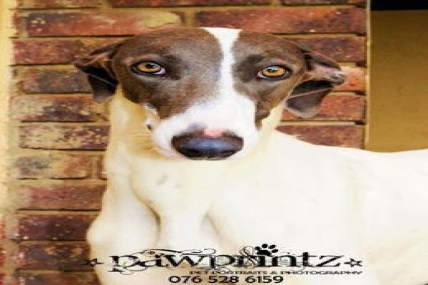 Pawprintz Pet Portraits And Photography