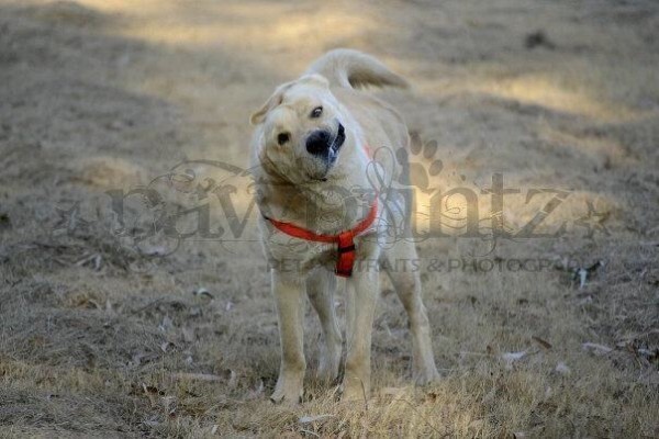 Pawprintz Pet Portraits And Photography