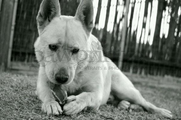 Pawprintz Pet Portraits And Photography