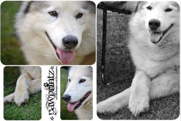 Pawprintz Pet Portraits And Photography