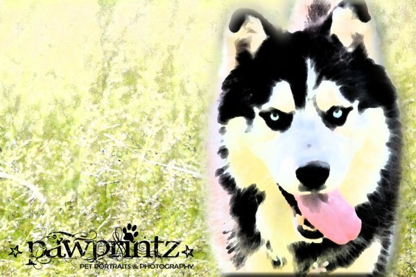 Pawprintz Pet Portraits And Photography