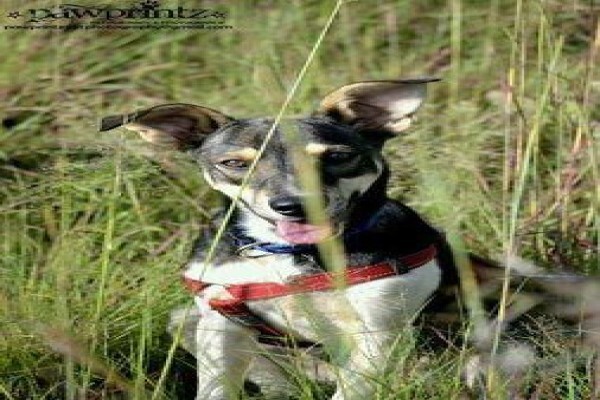 Pawprintz Pet Portraits And Photography
