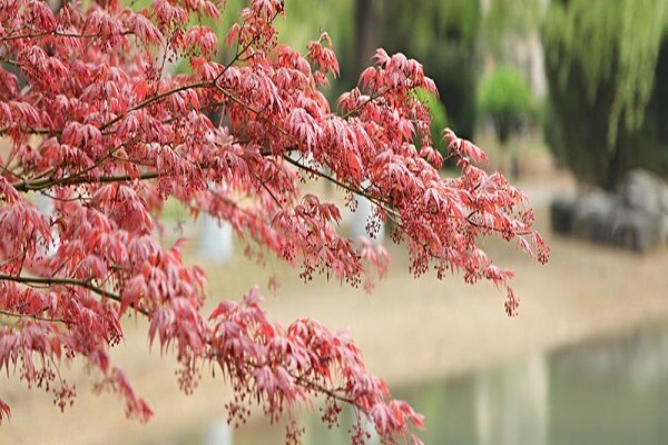 Pecims