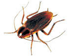 Pest Control A Nextdoor