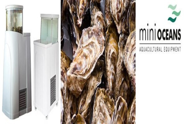 Oyster Tanks