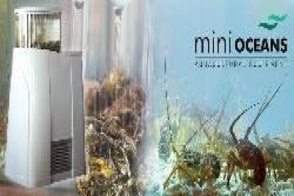 Oyster Tanks
