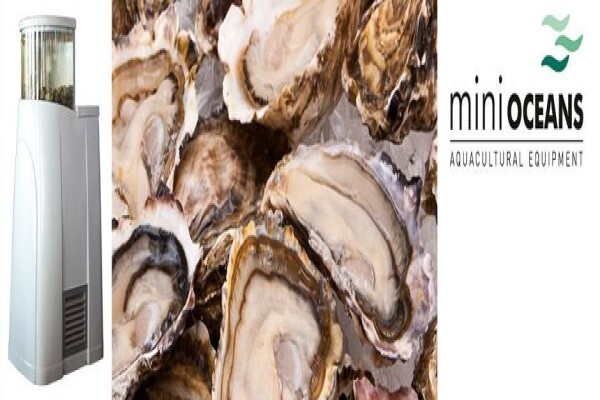 Oyster Tanks