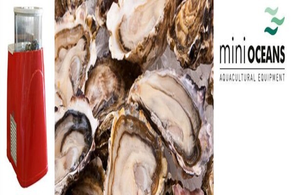 Oyster Tanks
