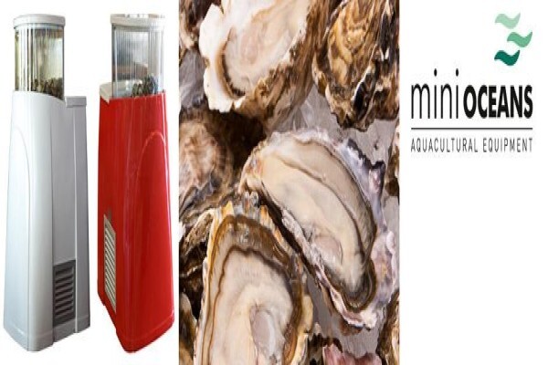 Oyster Tanks