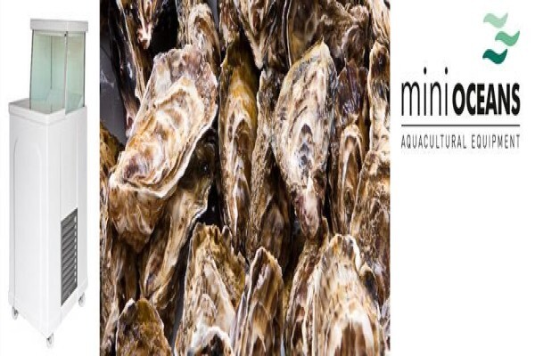 Oyster Tanks
