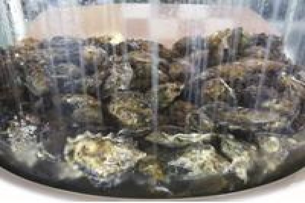 Oyster Tanks