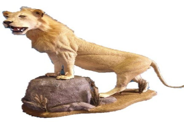Pan African Safari