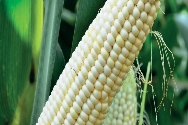Pannar Seed International