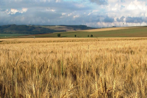 Pannar Seed International