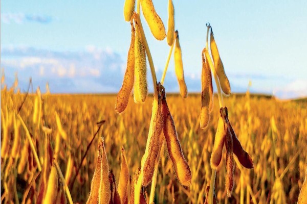 Pannar Seed International