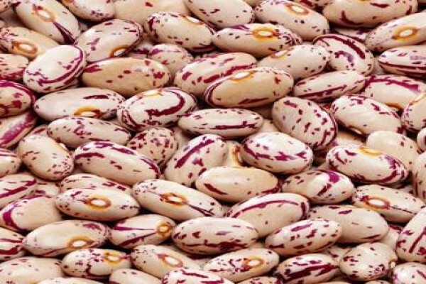 Pannar Seed International
