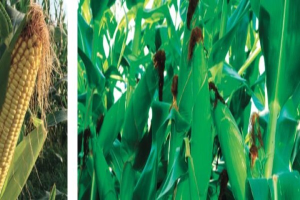 Pannar Seed International