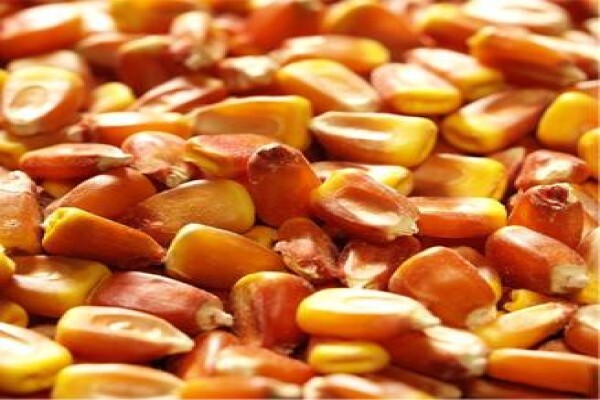 Pannar Seed International