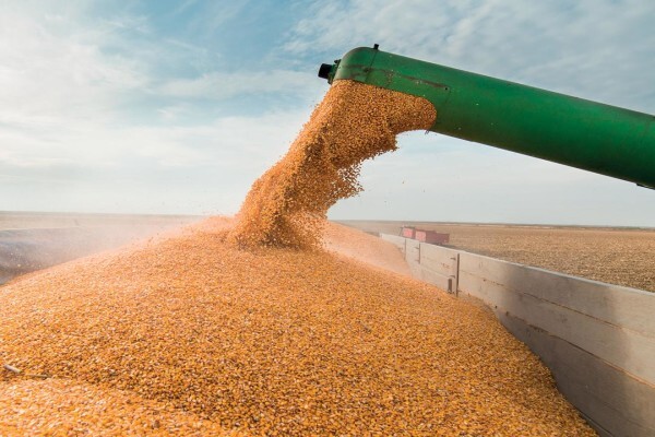 Pannar Seed International
