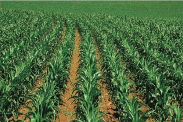 Pannar Seed International