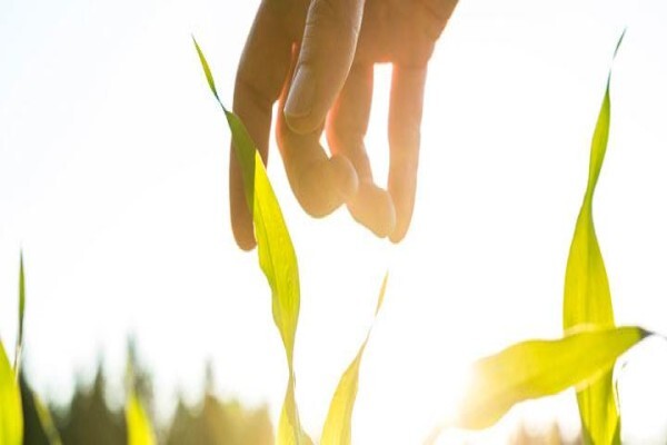 Pannar Seed International